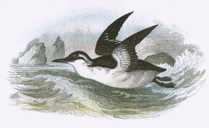 Guillemot de Troïl