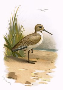 Bécasseau variable