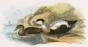 Canard eider