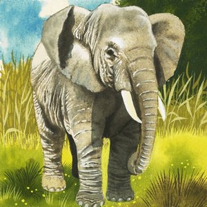 Éléphant