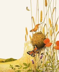 Souris des champs et papillon