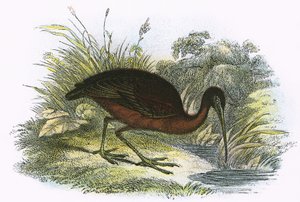 Ibis brillant