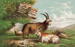 Chèvres
