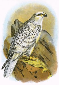 Faucon du Groenland
