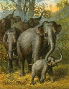 Éléphants indiens