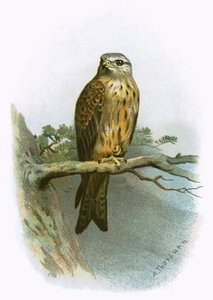 Cerf-volant