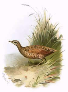 Râle des genêts