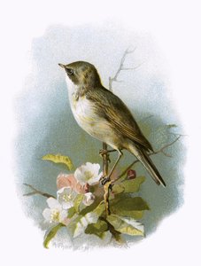 Fauvette babillarde