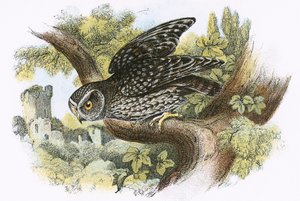 Petit Hibou