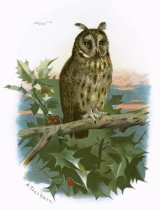 Hibou à longues oreilles
