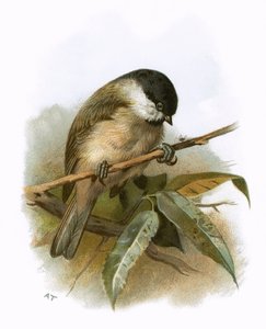 Mésange nonnette