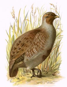 Perdrix