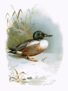 Canard souchet