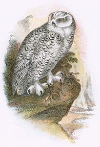 Harfang des neiges