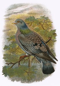 Pigeon biset