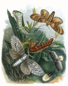 Le vivarium des papillons