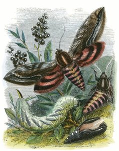 Le Vivarium des papillons