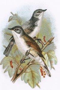 Fauvette grisette (en bas) et fauvette babillarde (en haut)
