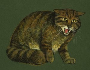 Chat sauvage