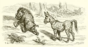 Le sanglier et l