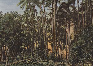 Forêt de Cocotiers