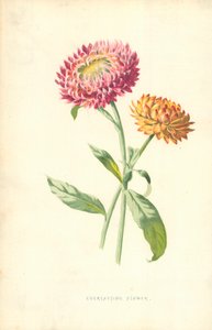 Fleur éternelle