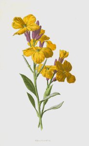 Giroflée