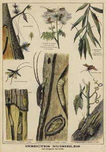 Insectes nuisibles aux arbres