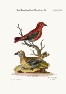 Les Becs-croisés, Coq et Poule, 1749-73