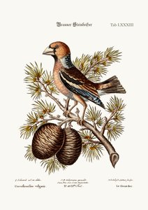 Le Gros-Bec ou Haw-Finch, 1749-73