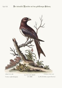 Le Butcher-Bird indien à queue fourchue, 1749-73