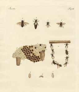 Abeilles