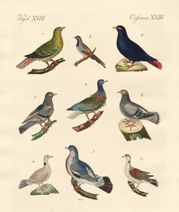 Différents types de pigeons