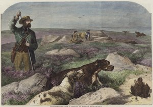 Chasse au tétras