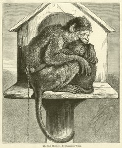 Le singe malade