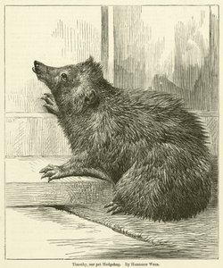 Timothy, notre hérisson de compagnie