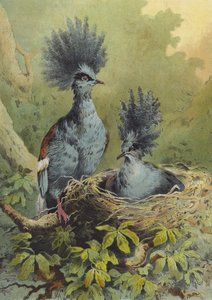 Pigeon Couronné