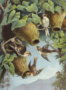Oiseau Tisserin