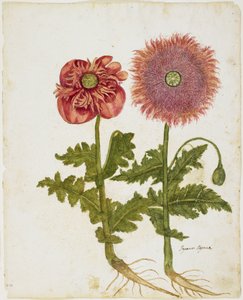 Coquelicots (Papaver spp.)