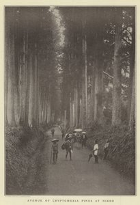 Avenue de pins Cryptomeria à Nikko