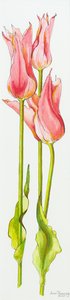 Trois tulipes rouges en forme de lys Marianne