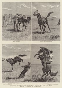 Élevage de chevaux dans le Queensland