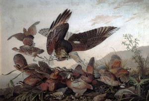 Faucons attaquant des perdrix, 1826