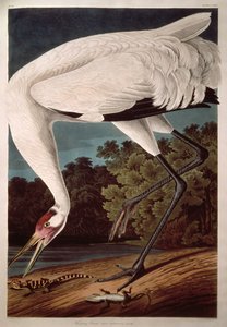 Grue blanche, de 