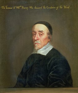 Portrait de William Harvey (1578-1657)