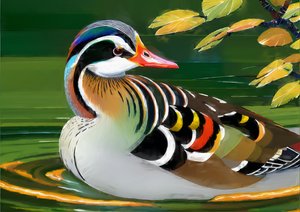 Animaux : canard mandarin 1