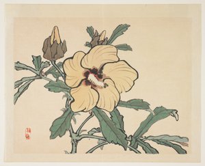 Rose trémière en fleurs