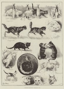 Les chats performants du professeur Fredericks