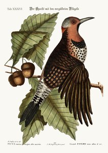 Le pic à ailes dorées, 1749-73