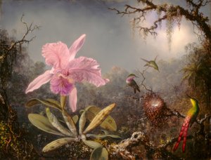 Orchidée Cattleya et trois colibris